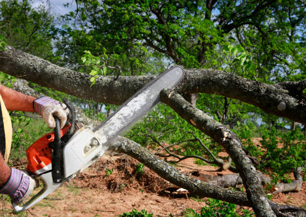 Reliable North Lewisburg, OH Tree Services Solutions